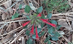 Monardella macrantha