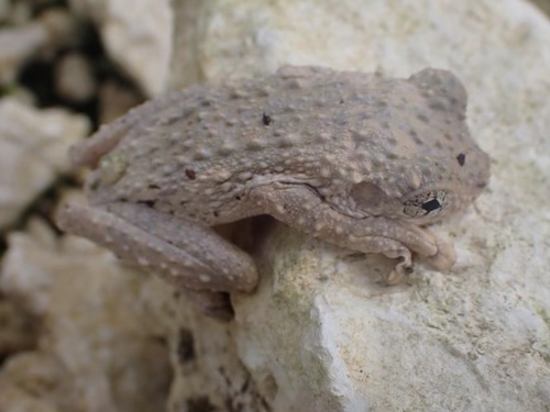Litoria darlingtoni observed 2022-07-10