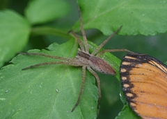 Dolomedes sulfureus