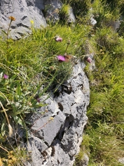 Carduus defloratus crassifolius