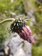 Carduus defloratus crassifolius