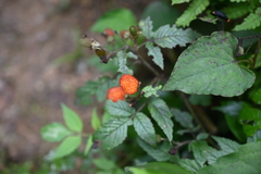 Rubus sumatranus