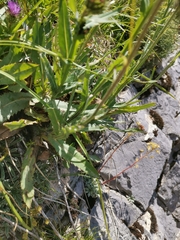 Carduus defloratus crassifolius