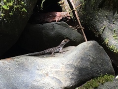 Anolis aquaticus