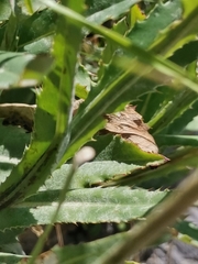 Carduus defloratus crassifolius