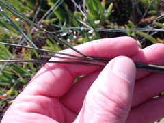 Ehrharta villosa
