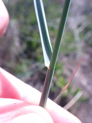 Ehrharta villosa