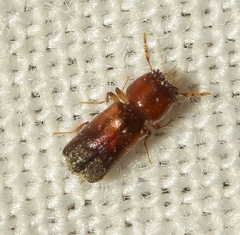 Scobicia pustulata