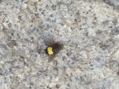 Xanthoepalpus bicolor