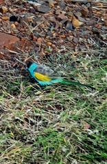 Psephotus dissimilis