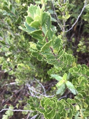 Searsia cuneifolia