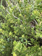 Searsia cuneifolia