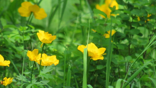 Image of Baekdusan Globe-Flower (Trollius riederianus) by no rights reserved