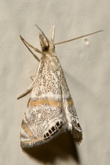 Euchromius superbellus