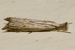 Metacrambus carectellus