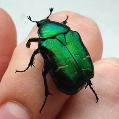 Cetonia aurata aurata