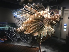 Pterois