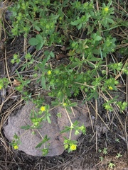Potentilla biennis