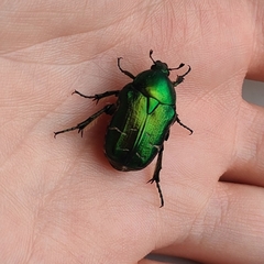 Cetonia aurata aurata