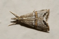 Euchromius superbellus