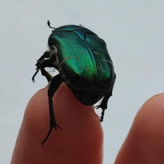 Cetonia aurata aurata