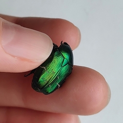 Cetonia aurata aurata