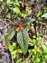 Chrysothemis pulchella