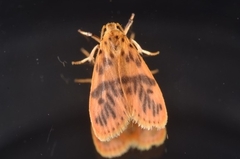 Miltochrista arcuata