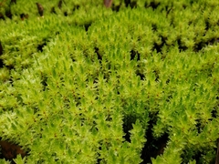 Pulchrinodus inflatus