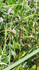 Catoptria combinella