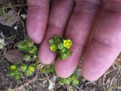 Potentilla biennis