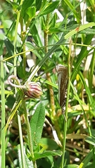 Catoptria combinella