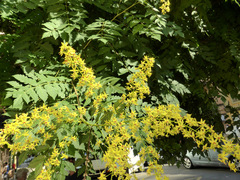Koelreuteria paniculata