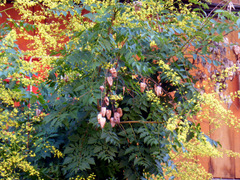 Koelreuteria paniculata