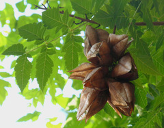 Koelreuteria paniculata