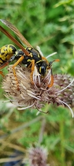 Polistes dominula