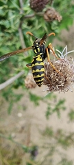 Polistes dominula