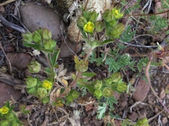 Potentilla biennis