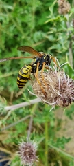 Polistes dominula