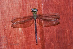 Heliaeschna simplicia