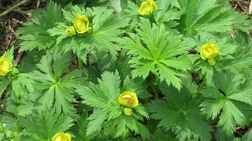 Image of Baekdusan Globe-Flower (Trollius riederianus) by no rights reserved