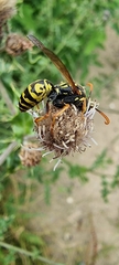 Polistes dominula