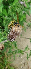 Polistes dominula