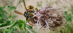 Polistes dominula