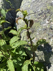 Solidago macrophylla