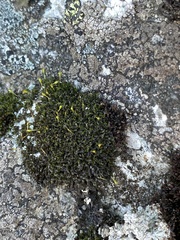 Grimmia donniana