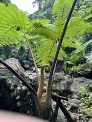 Sphaeropteris
