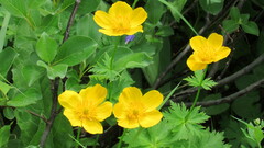 Trollius riederianus