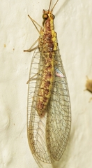 Pseudomallada genei