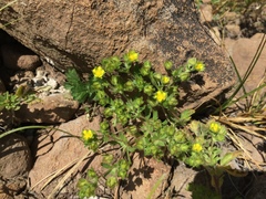 Potentilla biennis